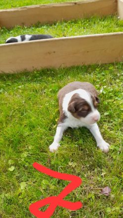Bordercollie, Australien Welpen