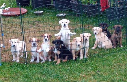 Welpen - Labrador Mix  - Border Collie Mix Mix    BEENDET!