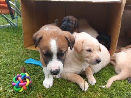 Welpen - Labrador Mix  - Border Collie Mix Mix    BEENDET!