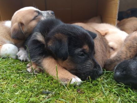 Welpen - Labrador Mix  - Border Collie Mix Mix    BEENDET!