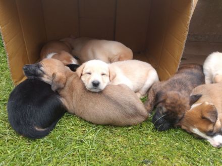 Welpen - Labrador Mix  - Border Collie Mix Mix    BEENDET!