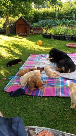 Welpen - Labrador Mix  - Border Collie Mix Mix    BEENDET!