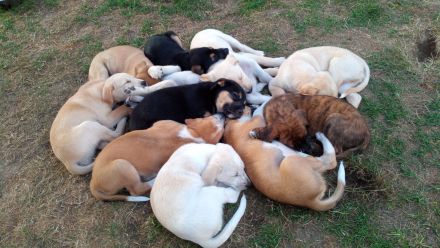 Welpen - Labrador Mix  - Border Collie Mix Mix    BEENDET!