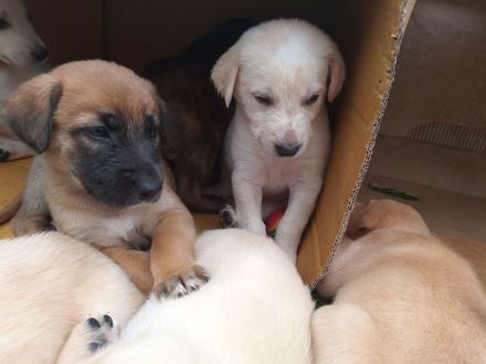 Welpen - Labrador Mix  - Border Collie Mix Mix    BEENDET!