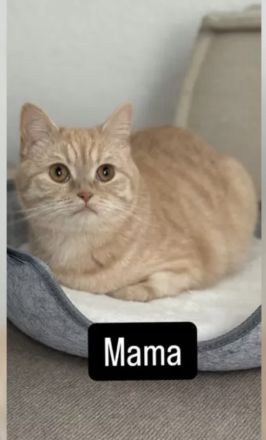 BKH Nachwuchs: 6 kleine Fellnasen sind da!