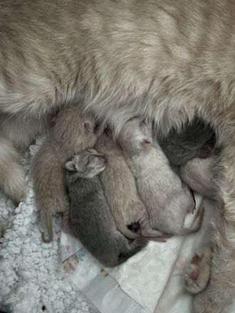 BKH Nachwuchs: 6 kleine Fellnasen sind da!