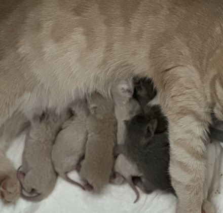 BKH Nachwuchs: 6 kleine Fellnasen sind da!