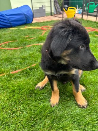 Nur noch 1 Rüde Mischling Gelbbacke , altdeutscher Hütehund