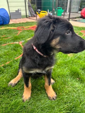 Nur noch 1 Rüde Mischling Gelbbacke , altdeutscher Hütehund