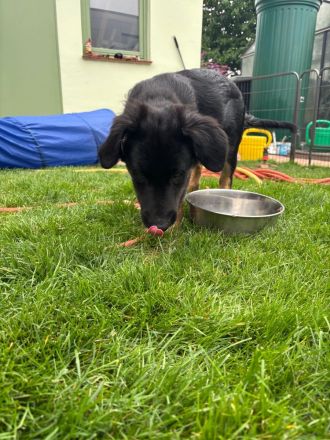 Nur noch 1 Rüde Mischling Gelbbacke , altdeutscher Hütehund