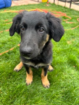 Nur noch 1 Rüde Mischling Gelbbacke , altdeutscher Hütehund