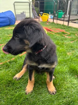 Nur noch 1 Rüde Mischling Gelbbacke , altdeutscher Hütehund