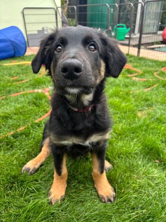 Nur noch 1 Rüde Mischling Gelbbacke , altdeutscher Hütehund