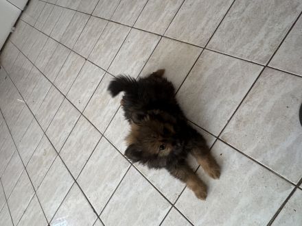 Pomerana klein spitz
