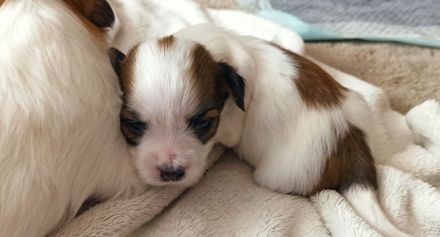 Havaneserwelpen suchen dich!!