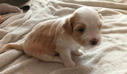 Havaneserwelpen suchen dich!!