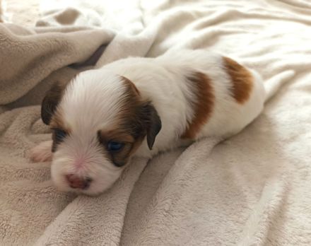 Havaneserwelpen suchen dich!!