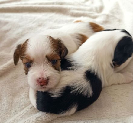 Havaneserwelpen suchen dich!!