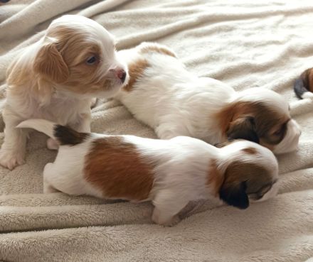 Havaneserwelpen suchen dich!!