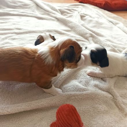 Havaneserwelpen suchen dich!!