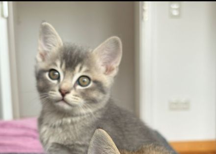 BKH Kitten mit Zubehör