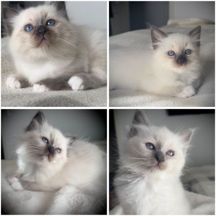 Heilige Birma Kitten