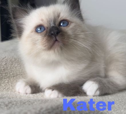 Heilige Birma Kitten