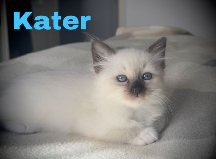 Heilige Birma Kitten