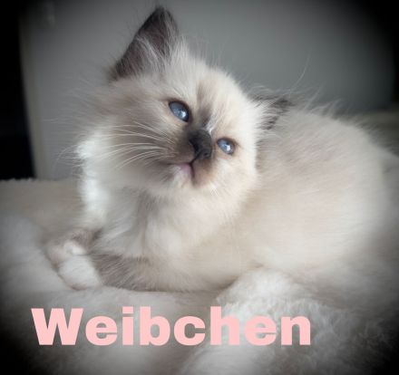 Heilige Birma Kitten