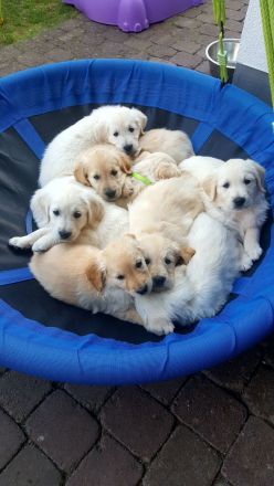 Wurfankündigung Anfang Oktober 2026 / Golden Retriever Welpen reinrassig
