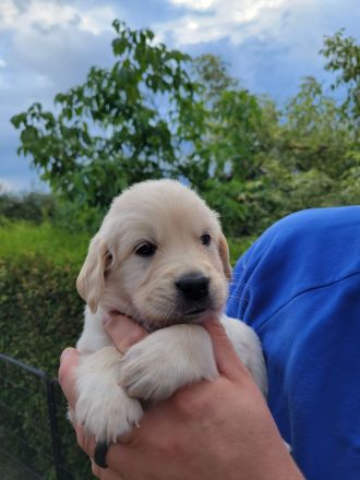 Wurfankündigung Anfang Oktober 2026 / Golden Retriever Welpen reinrassig