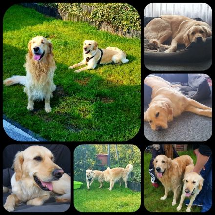 Wurfankündigung Anfang Oktober 2026 / Golden Retriever Welpen reinrassig