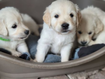 Wurfankündigung Anfang Oktober 2026 / Golden Retriever Welpen reinrassig