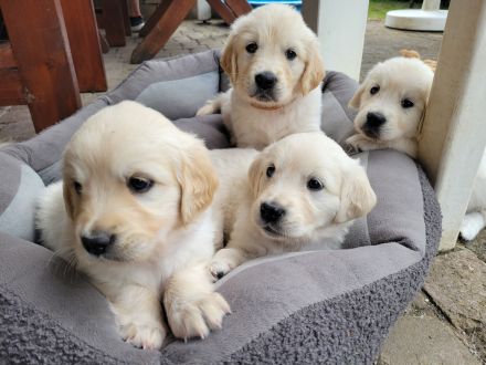 Wurfankündigung Anfang Oktober 2026 / Golden Retriever Welpen reinrassig