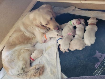 Wurfankündigung Anfang Oktober 2026 / Golden Retriever Welpen reinrassig
