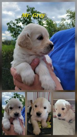 Wurfankündigung Anfang Oktober 2026 / Golden Retriever Welpen reinrassig