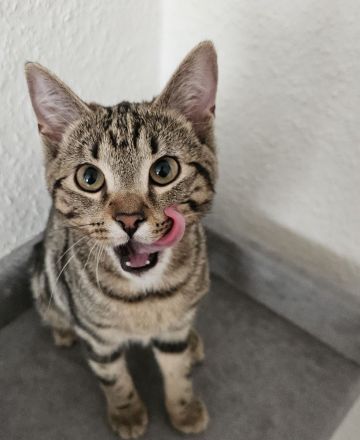 Hallo ich muss mich von dieser maus trennen sie ist vom 12.12.24 also 6 mon da mein mann allergisch