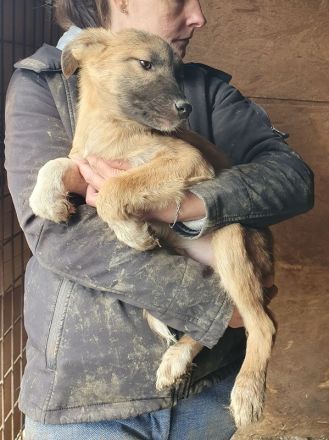 Lord, auf der Suche nach einem schönem Leben, 1 J, 40 cm