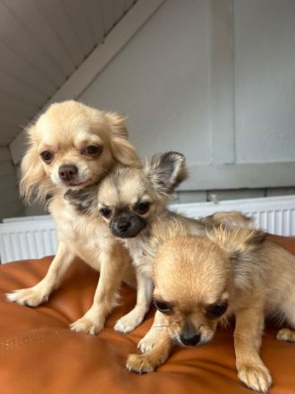 Rasselbande sucht liebe Adoptiveltern