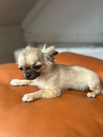 Rasselbande sucht liebe Adoptiveltern