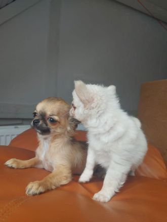 Rasselbande sucht liebe Adoptiveltern