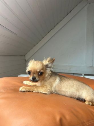 Rasselbande sucht liebe Adoptiveltern