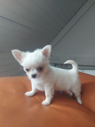 Rasselbande sucht liebe Adoptiveltern