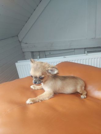 Rasselbande sucht liebe Adoptiveltern