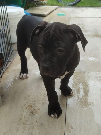 American XL Bully Welpen