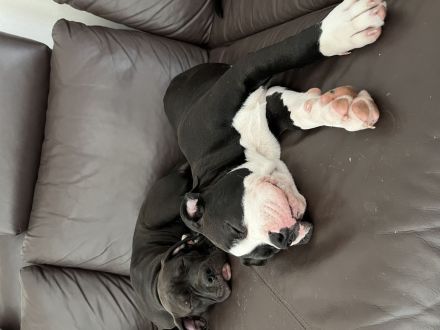 American XL Bully Welpen