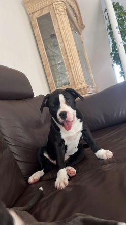 American XL Bully Welpen
