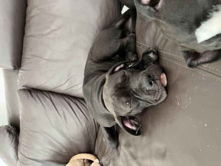 American XL Bully Welpen