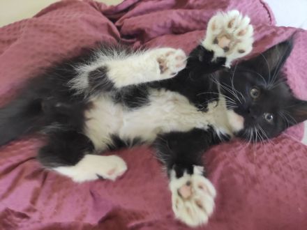 Reinrassige Maine Coon Kitten ❤️