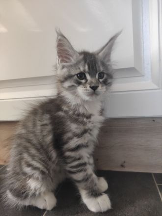 Reinrassige Maine Coon Kitten ❤️